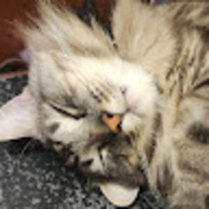 Meet your Posher, Tanya